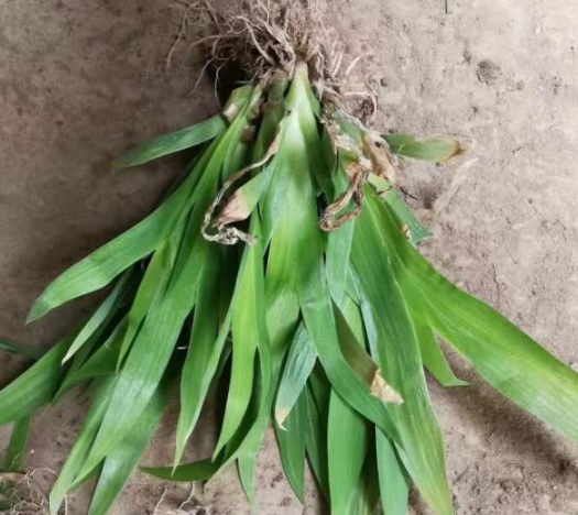 1630547212953427.jpg image.jpg