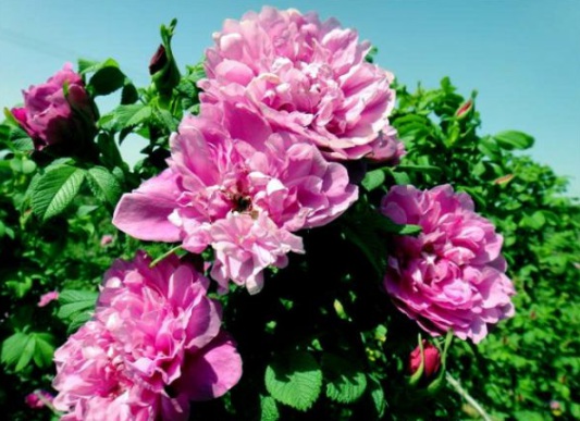 1630547312490753.jpg image.jpg