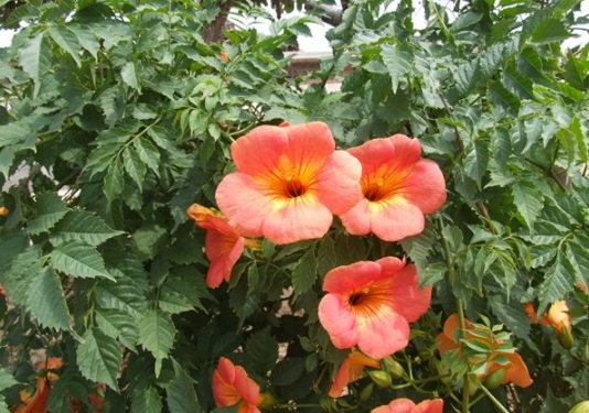 1630548785676564.jpg image.jpg