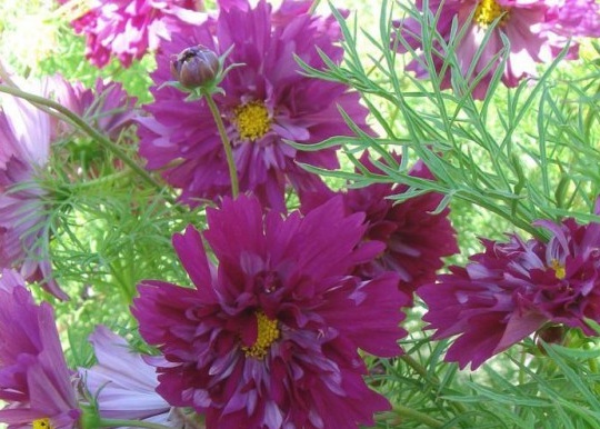 1630663150763892.jpg image.jpg