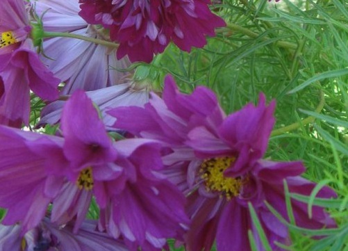 1630663157718635.jpg image.jpg