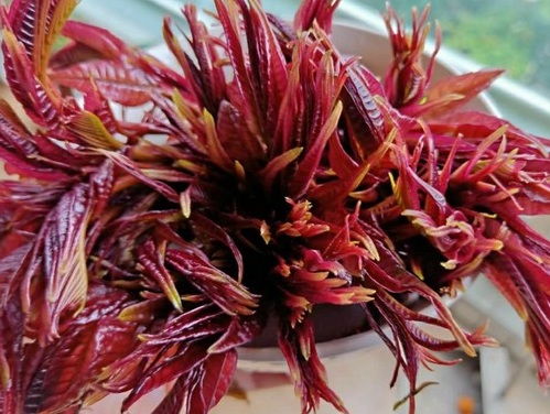 1630672731418668.jpg image.jpg