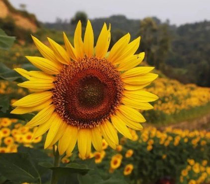 1630674386876907.jpg image.jpg