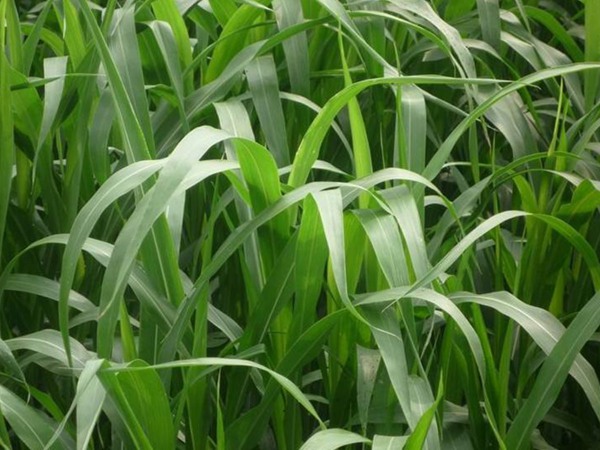 1630748467585979.jpg 093e561d0cda32a4c87f399ac8e7c00b_9ab6c2e70758c5be1042b81bc912daef.jpg