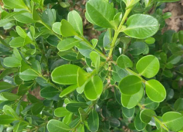 1630758403500987.jpg fc33de11841bebe95493c165af2b70d2_15406229052049.jpg