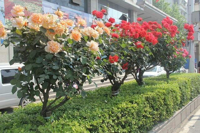 1630763361982410.jpg 1630763361982410.jpg