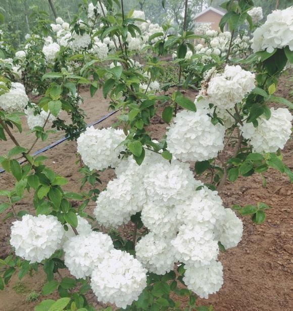 1630765279742621.jpg 1630765279742621.jpg