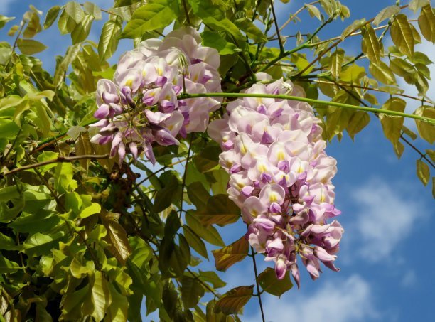 1630765753965540.jpg 1630765753965540.jpg