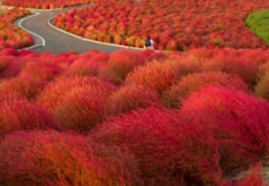 1630908923541052.jpg image.jpg