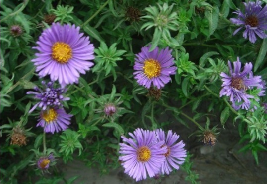 1630909152877533.jpg image.jpg