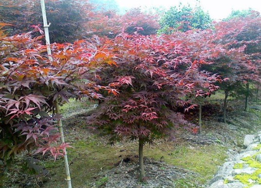 1630912198242407.jpg image.jpg