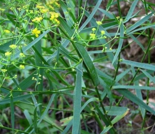 1630912372130866.jpg image.jpg