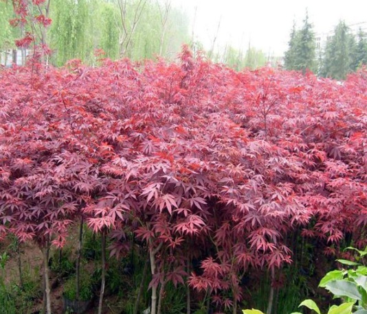 1630916876155246.jpg image.jpg