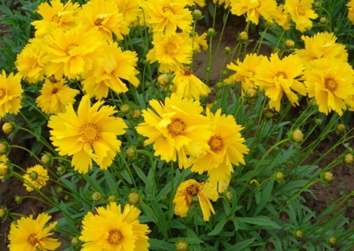 1630930717757685.jpg 緊急2.jpg