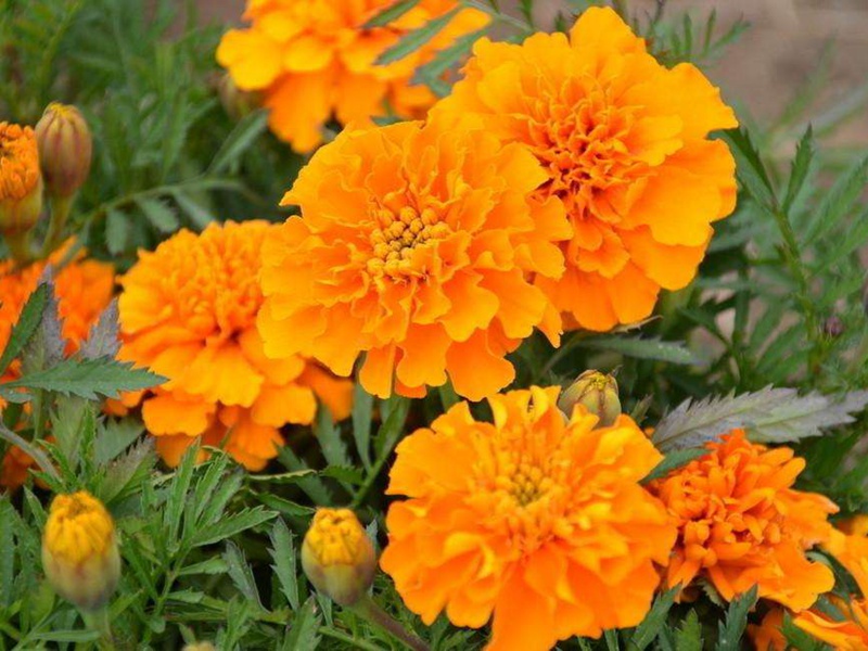 1631016448308092.jpg 21109453f4a1d60458dc86a027959b6c_1592897789389775.jpg