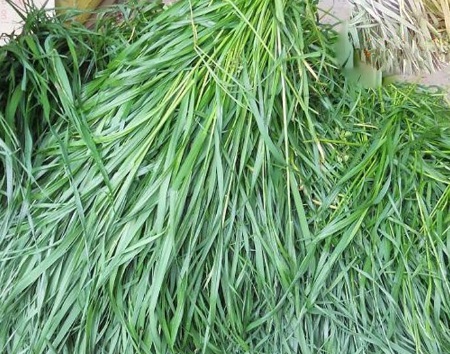 1631061826167205.jpg image.jpg