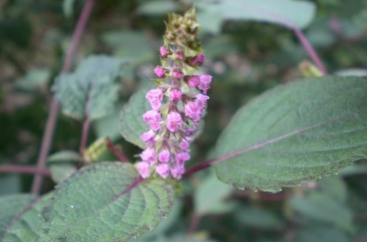 1631081649655016.jpg image.jpg