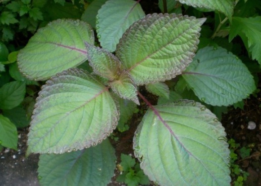 1631081663114261.jpg image.jpg