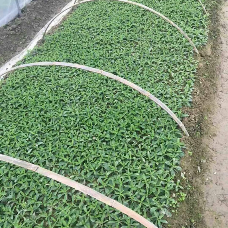 甜葉菊的主要成分與功效作用