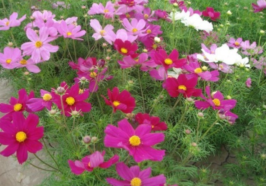 1631083653582832.jpg image.jpg