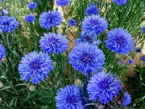 矢車菊的習(xí)性和栽培技巧