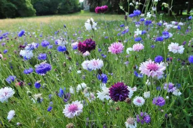 矢車菊的習(xí)性和栽培技巧