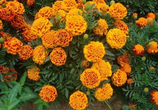 1631086105519554.jpg image.jpg