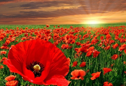 1631086811303872.jpg image.jpg