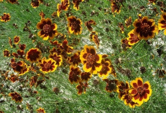 1631088443819282.jpg image.jpg