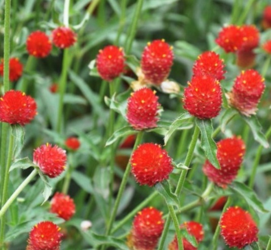 1631089078557749.jpg image.jpg