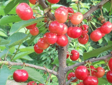 1631112414192774.jpg image.jpg