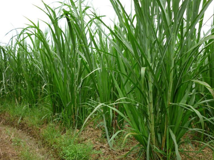 1631154444328648.jpg 1631154444328648.jpg