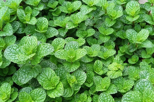 1610505870248729.jpg 薄荷3.jpg