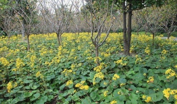 1631181346669639.jpg image.jpg