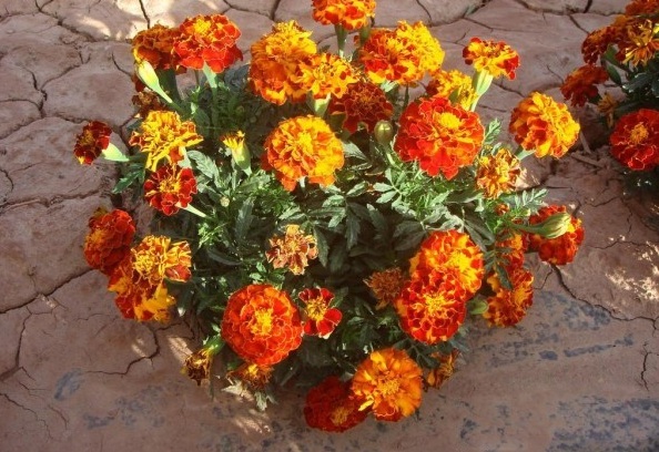 1631187409194376.jpg image.jpg