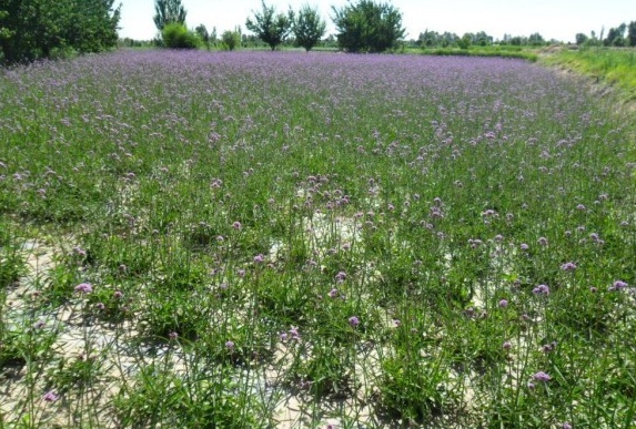 1631188008394661.jpg image.jpg