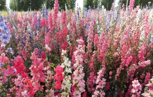 1631188196510521.jpg image.jpg