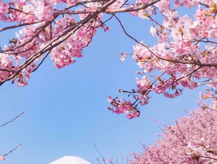 1631274448347801.jpg 櫻花2.jpg