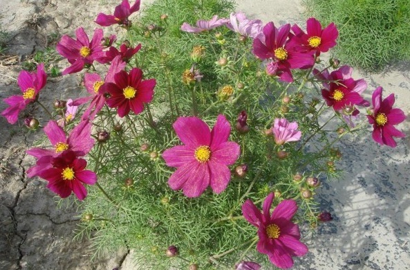 1631324677751490.jpg 1631324677751490.jpg