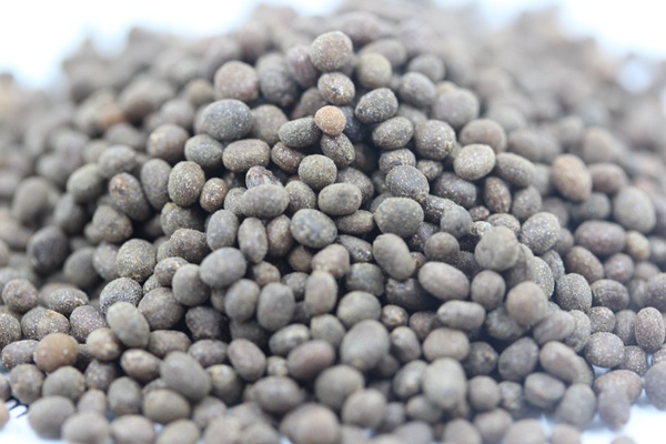 鳳仙花種子 鳳仙花種子