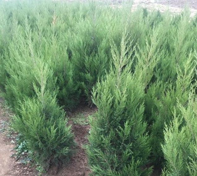 1631438108887492.jpg image.jpg