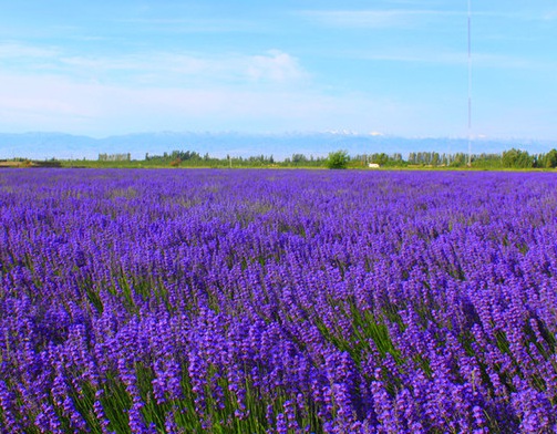 1631452926144511.jpg image.jpg