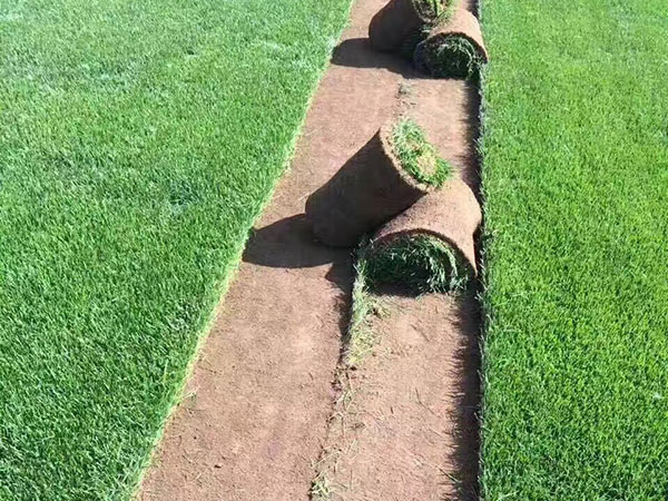 高羊茅草坪圖片 高羊茅草坪圖片