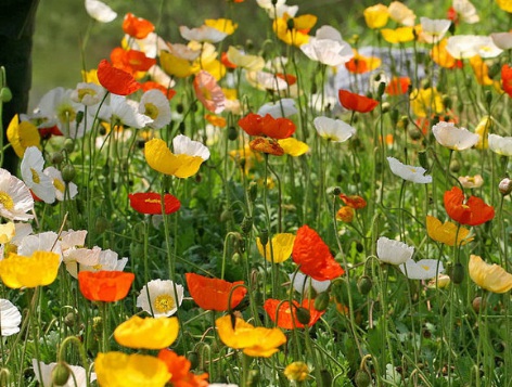 1631453157135696.jpg image.jpg