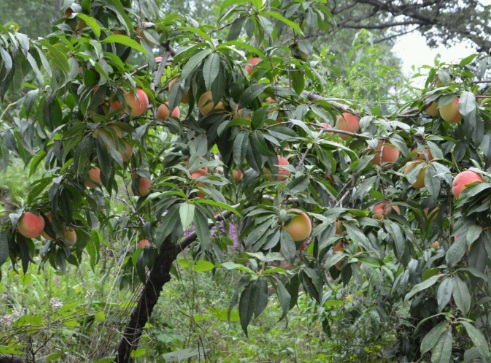 1631453346121093.jpg 1631453346121093.jpg