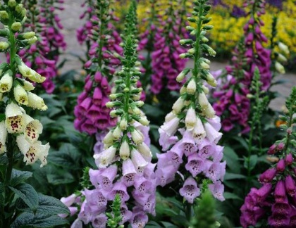 1631454152391304.jpg 1631454152391304.jpg