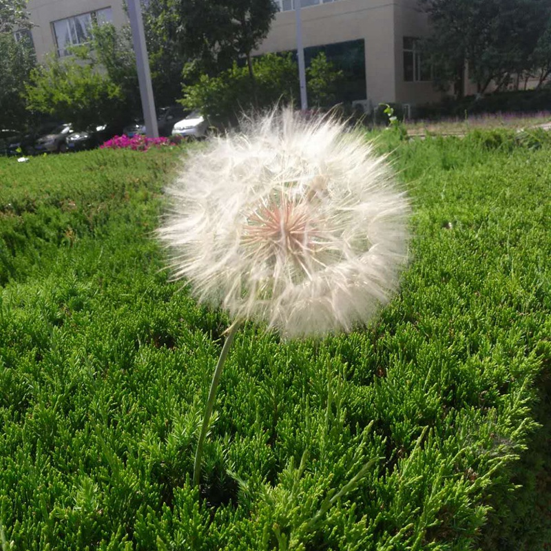 蒲公英有哪些功效？蒲公英的“四不喝”