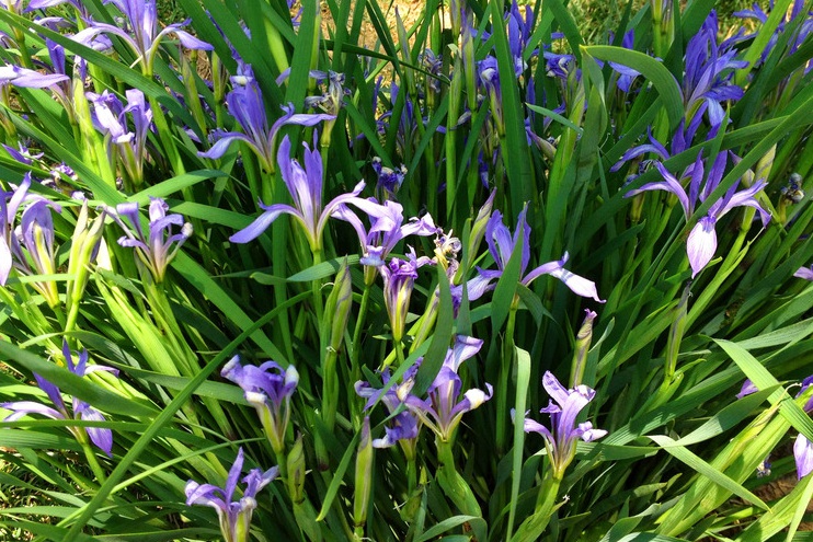 1631458254514175.jpg 馬蘭3.jpg