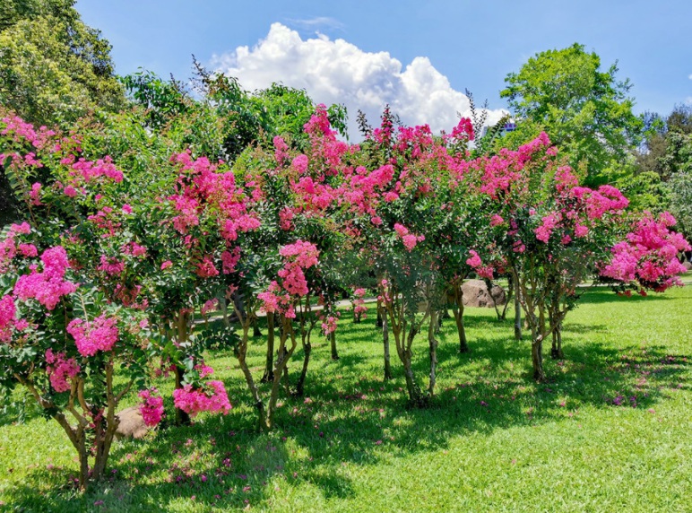 1631514576440175.jpg 紫薇111111.jpg