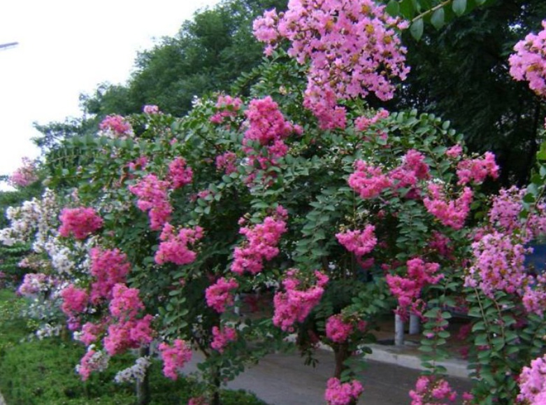 1631514598532813.jpg 紫薇22222222222.jpg